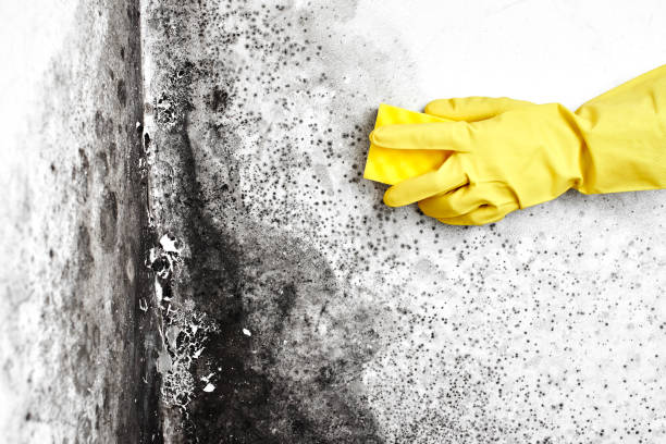 Best Certified Mold Removal  in Andover, KS