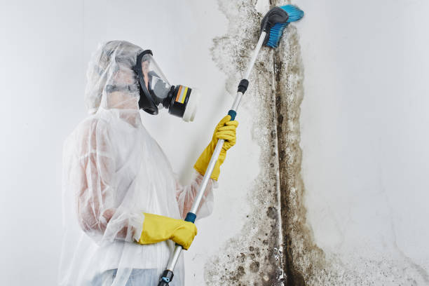 Best Mold Testing  in Andover, KS