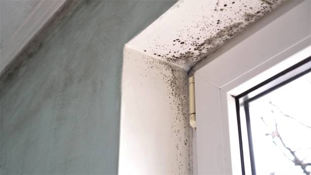 Best Residential Mold Removal  in Andover, KS
