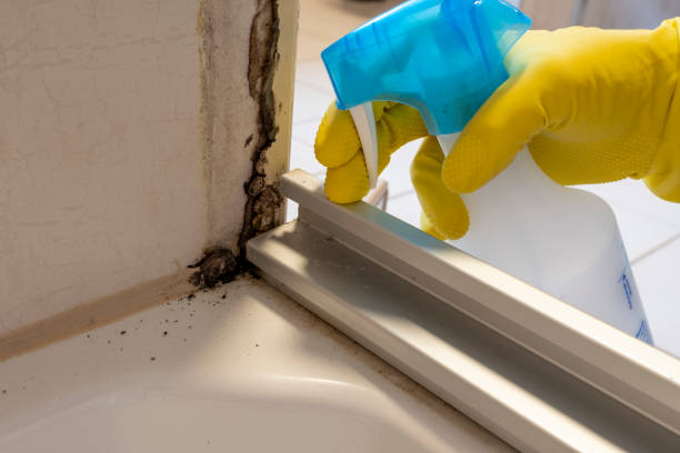 Professional Mold Removal in Andover, KS