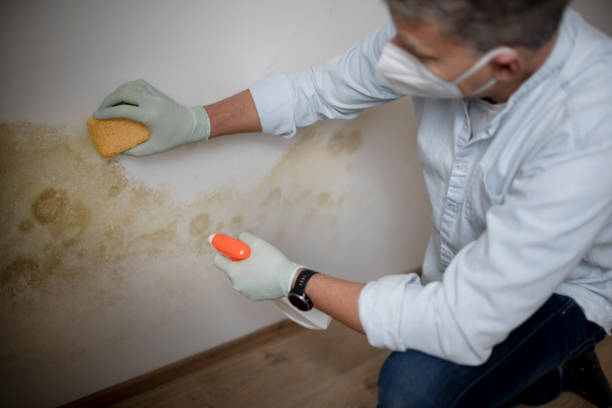 Certified Mold Removal in Andover, KS