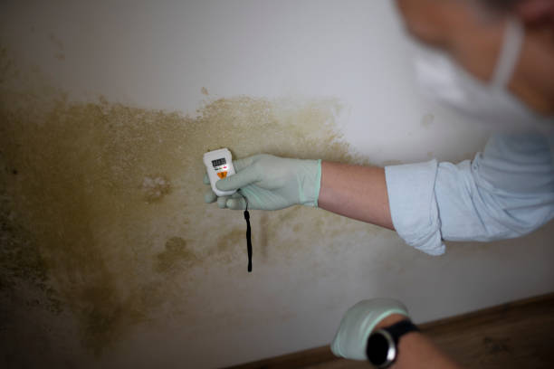 Best Commercial Mold Removal  in Andover, KS