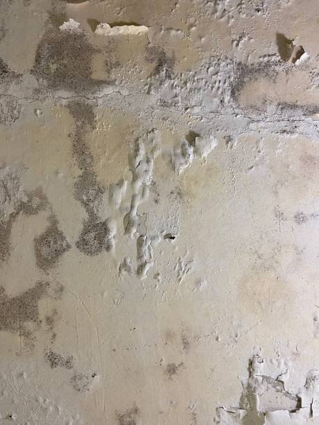 Best Professional Mold Removal  in Andover, KS
