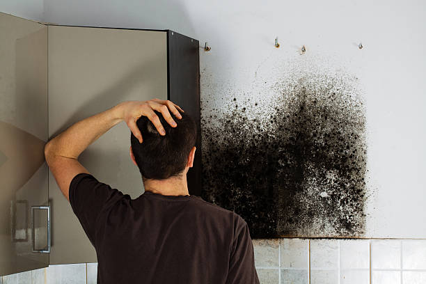 Best Mold Removal Near Me  in Andover, KS