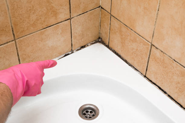 Best Fast Mold Removal  in Andover, KS