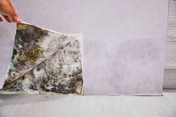 Best Attic Mold Removal  in Andover, KS